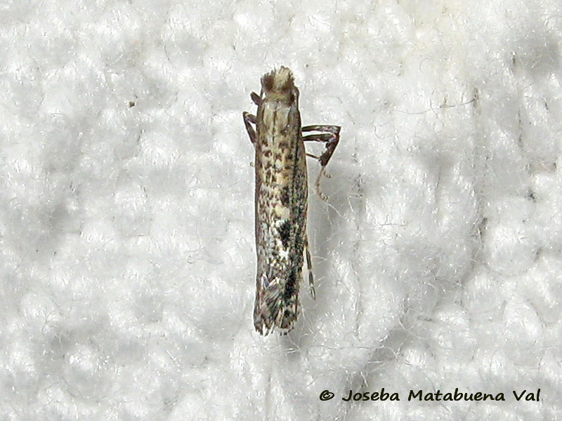 Parornix betulae - Gracillaridae